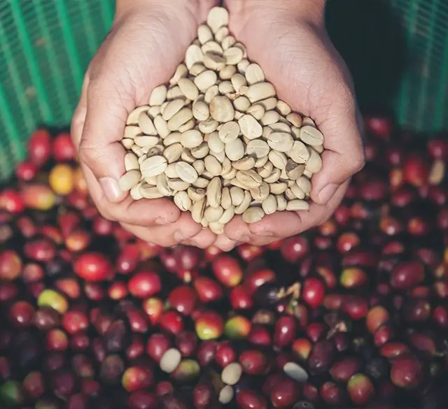 Represente Nucoffee's