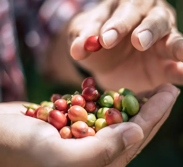 Unleash The True Flavor of Brazil